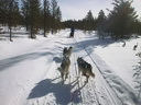 Äkäskero Schlittenhunde-Tour