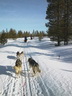 Äkäskero Schlittenhunde-Tour