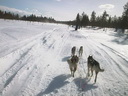Äkäskero Schlittenhunde-Tour
