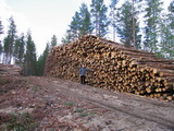 Holzlager in der Nähe des Blockhauses