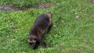 Finnland 2026: Ranua Zoo
