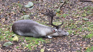 Finnland 2026: Ranua Zoo