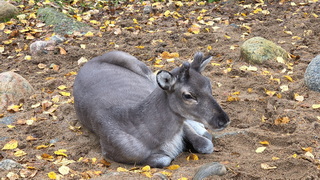Finnland 2026: Ranua Zoo