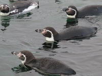 Ålesund - Hurtigruten 2016