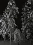 Saariselkä - Hurtigruten 2016