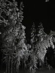Saariselkä - Hurtigruten 2016