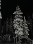 Saariselkä - Hurtigruten 2016