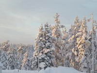 Saariselkä - Hurtigruten 2016