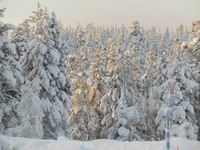 Saariselkä - Hurtigruten 2016