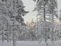 Saariselkä - Hurtigruten 2016