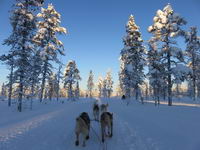 Saariselkä - Hurtigruten 2016