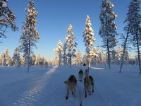 Saariselkä - Hurtigruten 2016