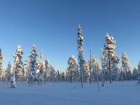 Saariselkä - Hurtigruten 2016