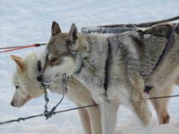 Saariselkä - Hurtigruten 2016