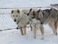 Saariselkä - Hurtigruten 2016