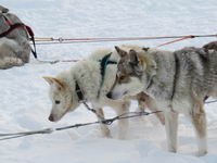 Saariselkä - Hurtigruten 2016