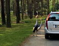 Serengeti-Park Hodenhagen (Hannover/Bremen, D)