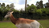 Serengeti-Park Hodenhagen (Hannover/Bremen, D)
