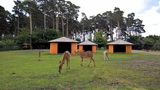 Serengeti-Park Hodenhagen (Hannover/Bremen, D)
