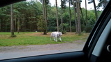 Serengeti-Park Hodenhagen (Hannover/Bremen, D)