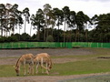 Serengeti-Park Hodenhagen (Hannover/Bremen, D)