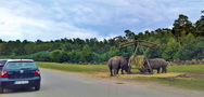 Serengeti-Park Hodenhagen (Hannover/Bremen, D)
