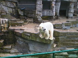 Eisbär-Graben, Tierpark Schönbrunn, Wien