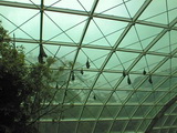 Flughunde im Tropenhaus, Tierpark Schönbrunn, Wien