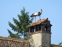 Störche