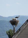 Störche