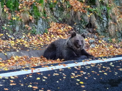 Transsilvanische Alpen (Rumänien) - Bären am Strassenrand