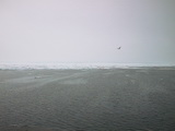 Drift ice 79° 59' N